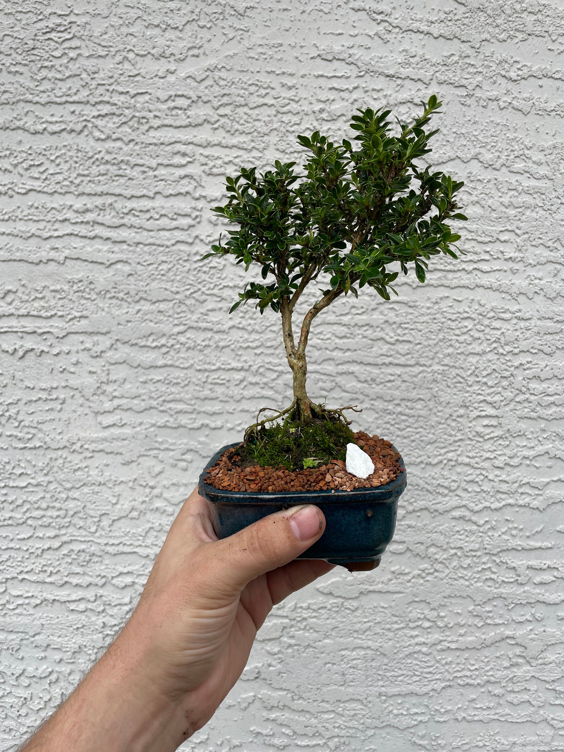 Mount Fuji Serissa Bonsai Tree: White Flowering, 4" Glazed Pot - Etsy