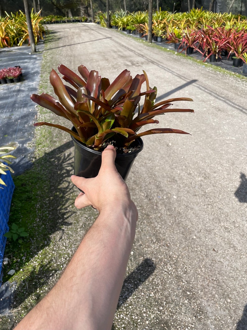 LJPlantNursery Bromeliad Fireball