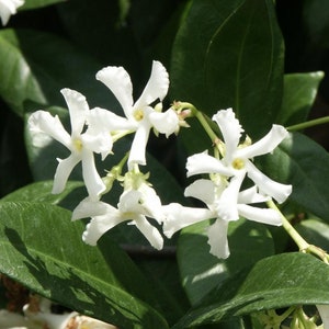 tar-shaped Flowers of Trachelospermum jasminoides
Glossy Foliage of Trachelospermum jasminoides
Fragrant Trachelospermum jasminoides Vine