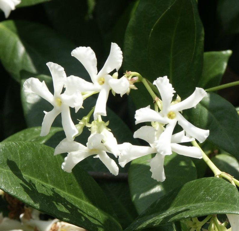 tar-shaped Flowers of Trachelospermum jasminoides
Glossy Foliage of Trachelospermum jasminoides
Fragrant Trachelospermum jasminoides Vine