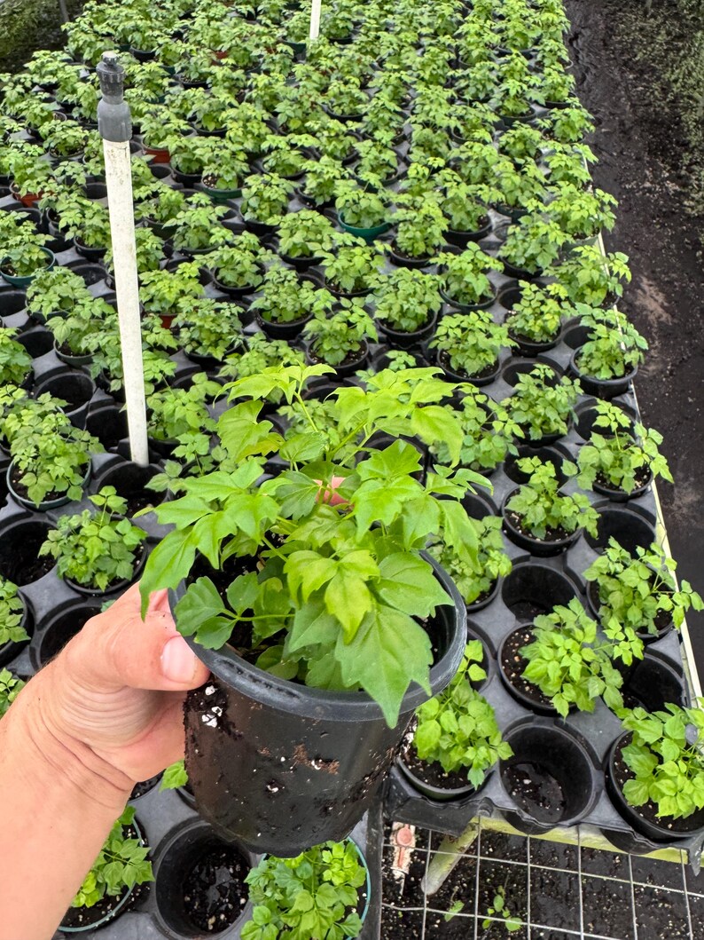 LJPlantNursery China Doll Plant - Thumbnail 4