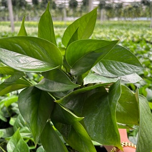 May include: A bunch of green leaves with a light green hue. The leaves are large and have a smooth texture.