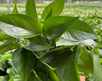 May include: A bunch of green leaves with a light green hue. The leaves are large and have a smooth texture.