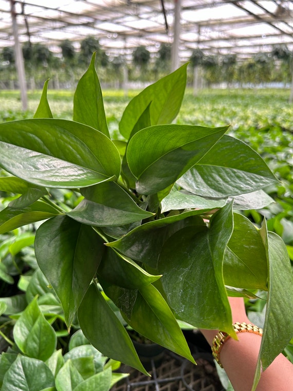 Jade Pothos: Easy-care Houseplant in 4'' Pot - Etsy