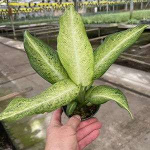 May include: A potted plant with variegated leaves in shades of green and white. The plant is being held in a person's hand.