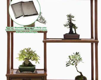 colorful succulent plants for sale Succulents Depot Monthly Subscription Box with Free Plants