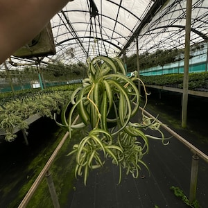 May include: A hanging spider plant with long, thin, green and white striped leaves. The plant is hanging from a metal hook in a greenhouse.