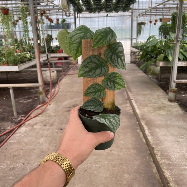 Monstera Dubia - Plank Plant