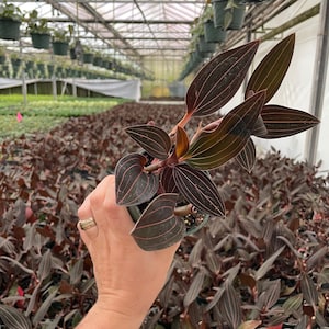 Black Jewel Orchid - 4 Inch - Starter Plant