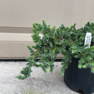 Juniperus Conferta Blue Pacific Juniper Perfect For Gardening Ground Covers For Outside 1 Gallon Well Rooted Potted Plant image 4