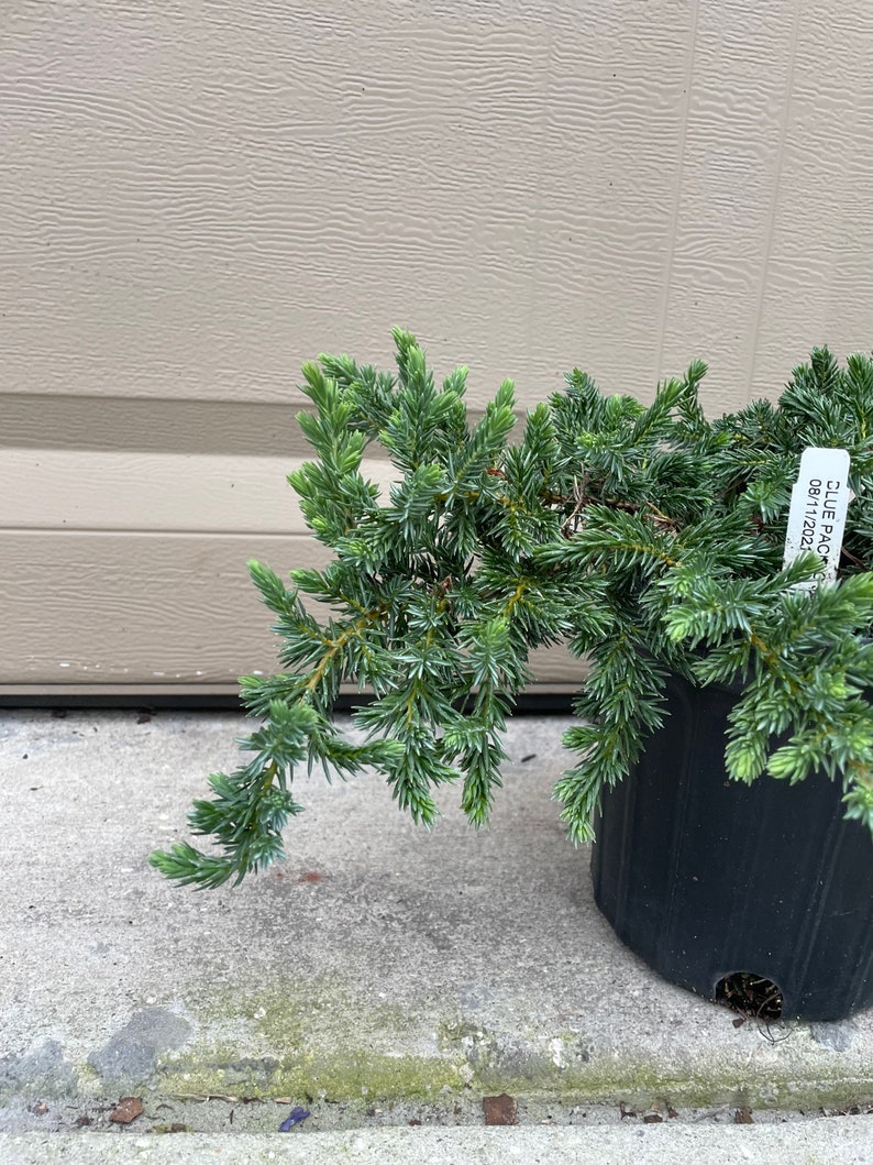 Juniperus Conferta Blue Pacific Juniper Perfect For Gardening Ground Covers For Outside 1 Gallon Well Rooted Potted Plant image 4