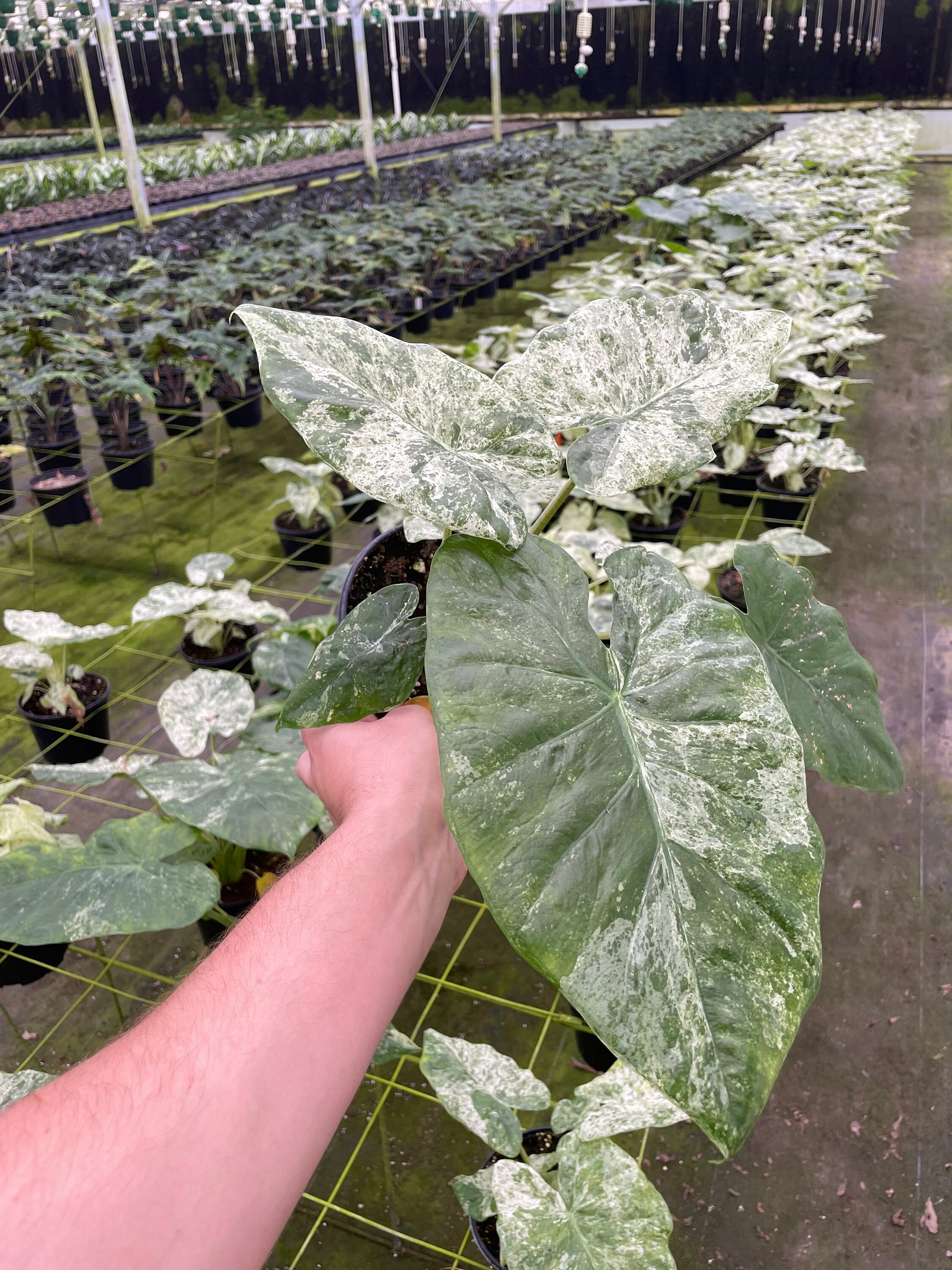 Alocasia Blizzard – Snowy White Foliage - Extra Variagation - 6