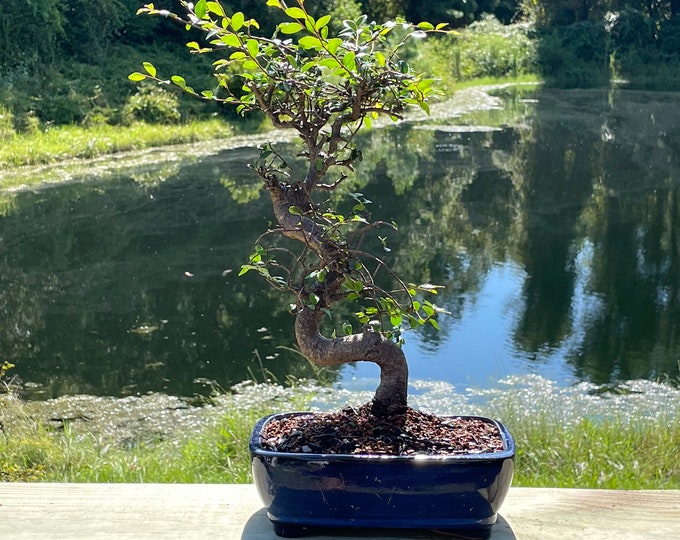 Large Zelkova Bonsai Tree Age 12 Indoor Bonsai for All Ages Etsy