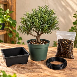 May include: A rosemary plant in a green plastic pot, accompanied by a black square plastic container, a clear plastic bag filled with small dark and light brown soil granules, and a coil of black wire for plant training and shaping.