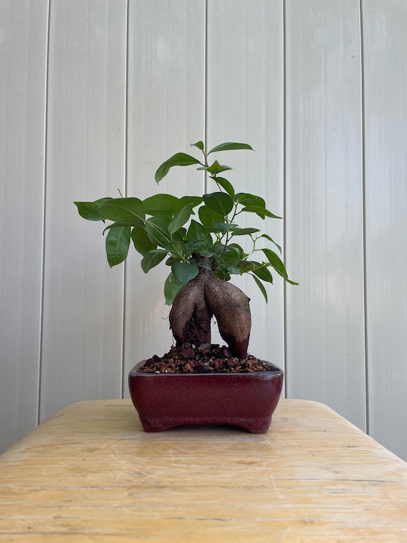 Ginseng Ficus Bonsai, Ficus Microcarpa, Live Indoor Plant - Etsy