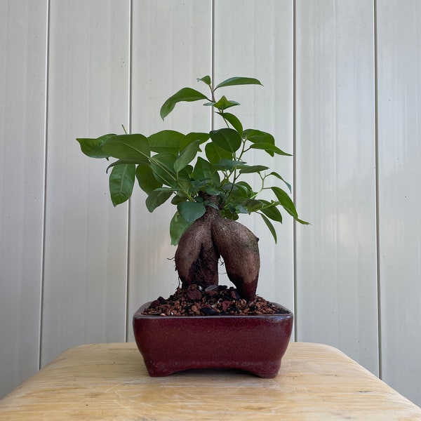 Ginseng Ficus Bonsai, Ficus Microcarpa Ginseng, Indoor Bonsai, Live Bonsai Plant, Small Bonsai Tree, Bonsai Tree For Sale, Free Shipping