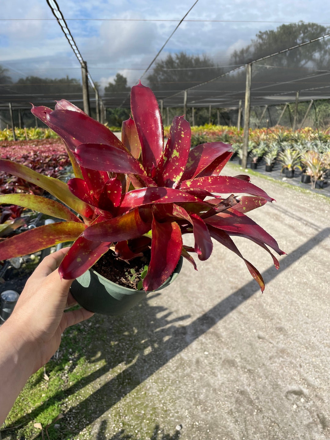 Bromeliad Osser Red: Unique Tropical Indoor Plant, Red & Green Foliage -  Etsy