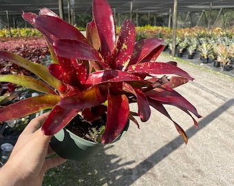 Bromeliad Osser Red | Unique Tropical Plant | Indoor Houseplant | Red Foliage with Green Spots| Summer Plant Sale | Fast Shipping