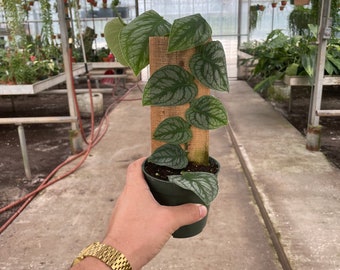 Monstera Dubia - 4 Shingle Plant - Extra Long Vine