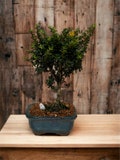 Bahama Berry Mame Bonsai - White Flowers - 4'' Pot - Fragrant Bonsai Tree