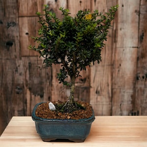 May include: A small green bonsai tree in a blue ceramic pot with brown gravel and a small white rock. The bonsai is on a light wood surface.