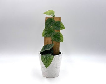 Rare Monstera Dubia Plant: Fully Rooted Indoor Plant Gift