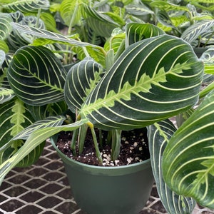 Rare Maranta Leuconeura Lime Plant in 6 Pot Perfect for Home or Office Decor image 5