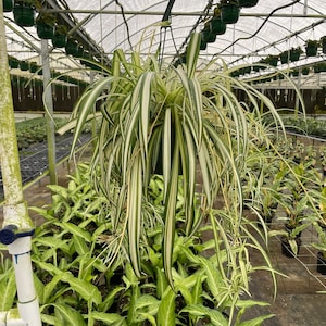 May include: A hanging spider plant with long, variegated green and white leaves in a black pot. The plant is hanging from a hook in a greenhouse setting.