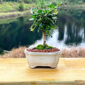 Fukien Tea Bonsai Tree Carmona retusa With Live Moss image 2
