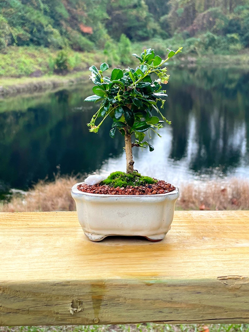 Fukien Tea Bonsai Tree Carmona retusa With Live Moss image 2