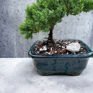 Puede incluir: Un peque&ntilde;o bons&aacute;i de enebro verde en una maceta de cer&aacute;mica azul oscuro. El &aacute;rbol tiene un solo tronco y muchas ramas con agujas verdes. La maceta est&aacute; sobre una superficie gris claro.