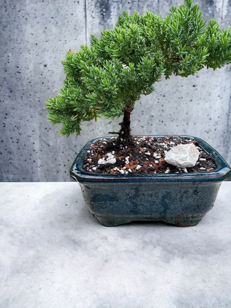 Puede incluir: Un peque&ntilde;o bons&aacute;i de enebro verde en una maceta de cer&aacute;mica azul oscuro. El &aacute;rbol tiene un solo tronco y muchas ramas con agujas verdes. La maceta est&aacute; sobre una superficie gris claro.