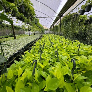 Neon Pothos displayed in a bright indoor setting, perfect for indirect light.