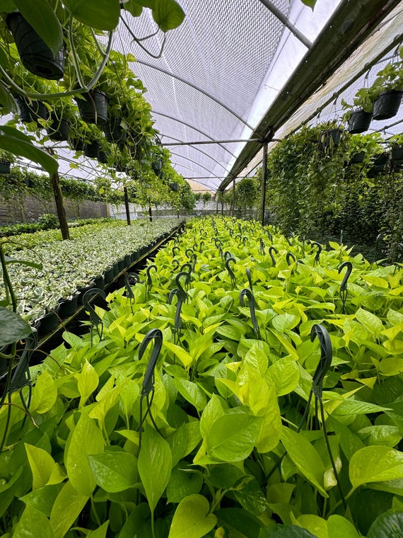 caractersticas de philodendron filodendro Filodendro glorioso  INDONESIAPLANTS