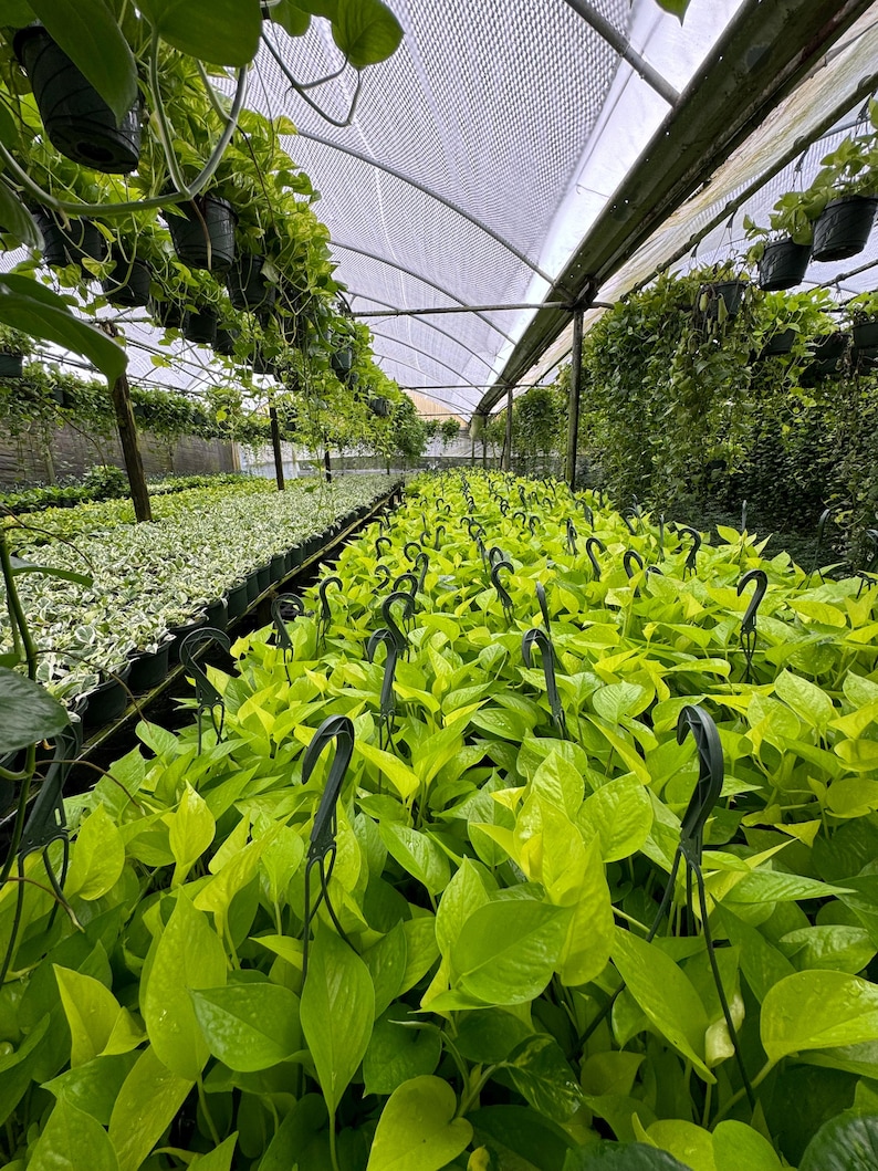 Neon Pothos displayed in a bright indoor setting, perfect for indirect light.