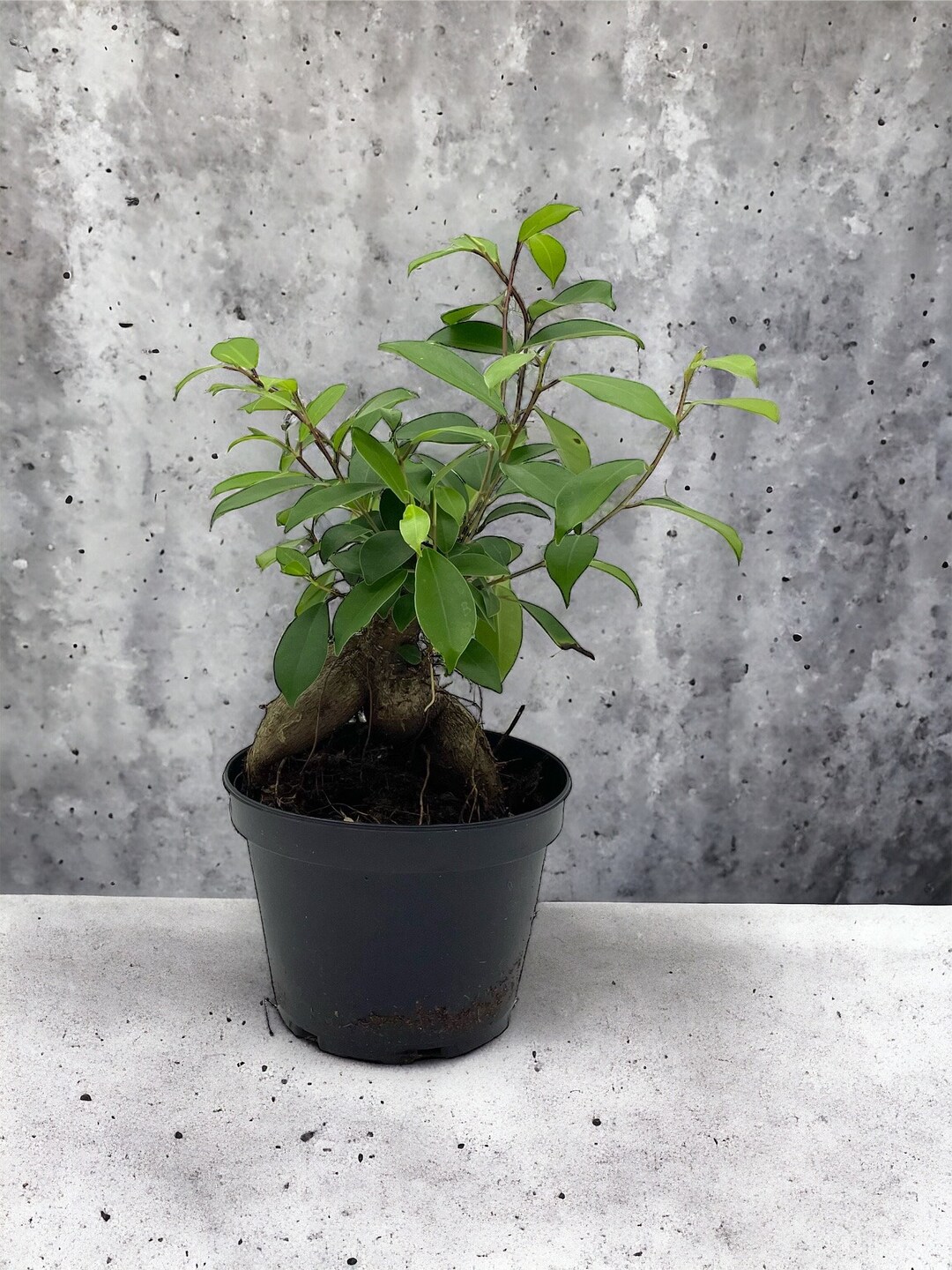Ginseng Ficus Bonsai Tree: Easy-care Indoor Plant With Decorative Pot ...