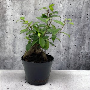 May include: A small green bonsai tree with a thick trunk and roots, potted in a black plastic pot. The tree is against a gray concrete background.