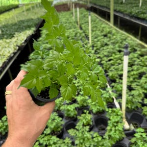 May include: A vibrant green plant in a small black pot is held in a hand. The plant has multiple bright green leaves. The background shows rows of similar plants in a greenhouse setting, suggesting a nursery or plant shop.