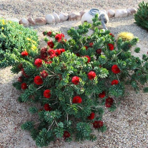 Callistemon V Little John Dwarf Bottlebrush - 1 Gallon Blooming Plant for Indoors or Outdoors, Unique Gift Idea, Mother&#39;s Day Gift