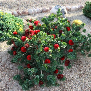 Callistemon V Little John Dwarf Bottlebrush - 1 Gallon Blooming Plant for Indoors or Outdoors, Unique Gift Idea, Mother's Day Gift