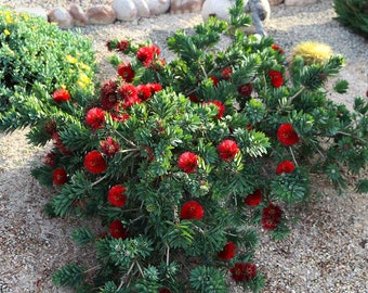 Callistemon V Little John Dwarf Bottlebrush - 1 Gallon Blooming Plant for Indoors or Outdoors, Unique Gift Idea, Mother's Day Gift