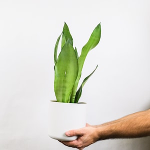 May include: A potted snake plant with long, green leaves in a white ceramic pot. The plant is being held by a hand.