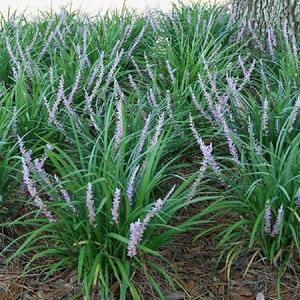 Liriope muscari Emerald Goddess 1 Gallon Pot PP 15471 image 4