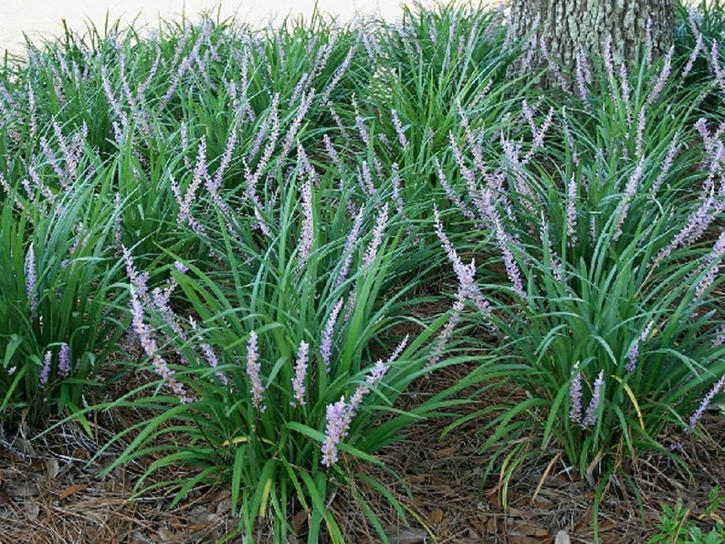 Liriope muscari Emerald Goddess 1 Gallon Pot PP 15471 image 4