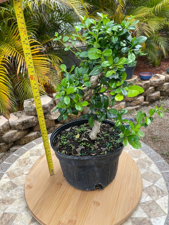 Fukien Tea Bonsai Tree: S-shaped Indoor Garden - Etsy