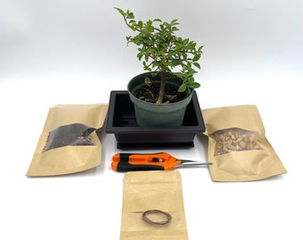 Barbados Cherry Bonsai Tree Kit: Live Fruit Tree in Pot