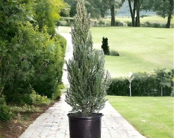 Blue Point Juniper in 1 Gallon Pot - Juniperus Chinesis for Bonsai, Landscaping, and Outdoor Decor