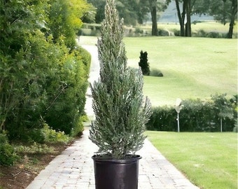 Blue Point Juniper in 3 Gallon Pot - Juniperus Chinesis for Bonsai, Landscaping, and Outdoor Decor