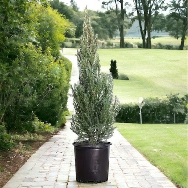 Blue Point Juniper in 1 Gallon Pot - Juniperus Chinesis for Bonsai, Landscaping, and Outdoor Decor