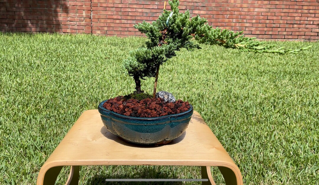 Live Windswept Juniper Bonsai Tree - 5 Year, Teal Ceramic Pot - Etsy